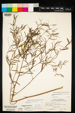 Pediomelum linearifolium image