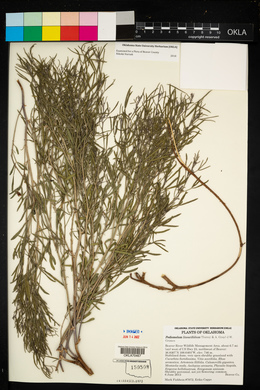 Pediomelum linearifolium image