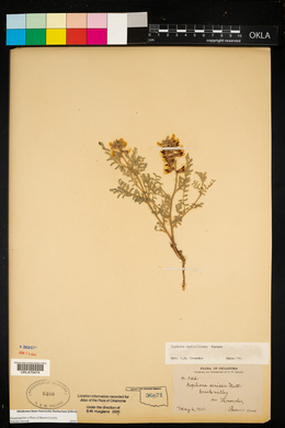 Sophora nuttalliana image