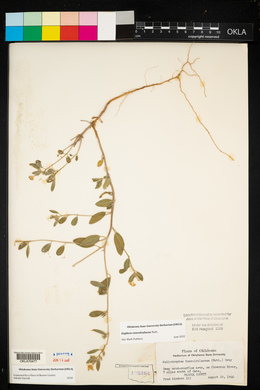 Heliotropium convolvulaceum var. convolvulaceum image