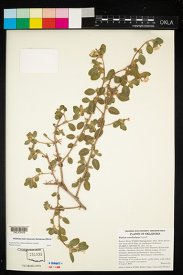 Heliotropium convolvulaceum var. convolvulaceum image