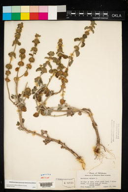 Marrubium vulgare image