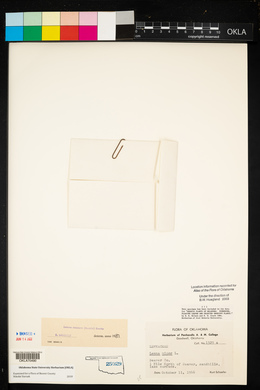 Lemna obscura image