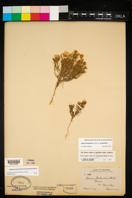 Linum berlandieri image