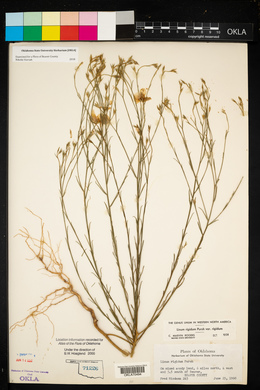 Linum rigidum image