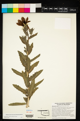 Mentzelia nuda image