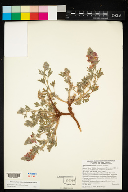 Sphaeralcea coccinea image