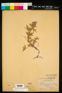 Sphaeralcea coccinea image
