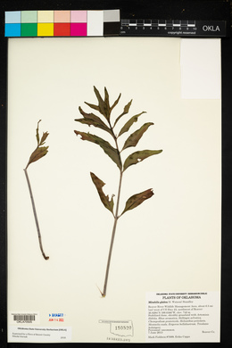 Mirabilis glabra image