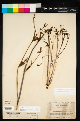 Mirabilis glabra image
