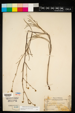 Mirabilis linearis image