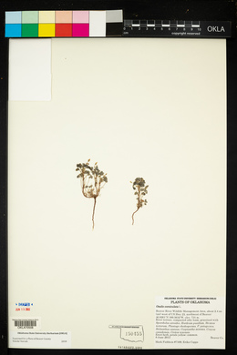 Oxalis corniculata image