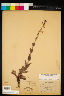 Penstemon fendleri image