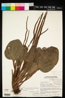 Plantago major image