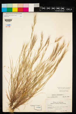 Aristida adscensionis image