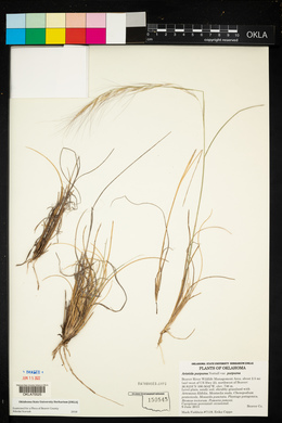 Aristida purpurea var. purpurea image