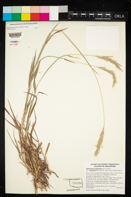 Bothriochloa laguroides image
