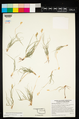 Bouteloua dactyloides image