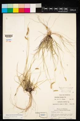 Bouteloua hirsuta image