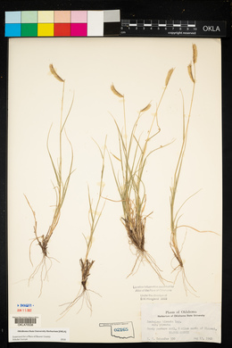 Bouteloua hirsuta var. hirsuta image