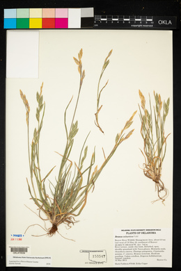 Bromus catharticus image