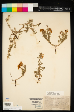 Oenothera canescens image