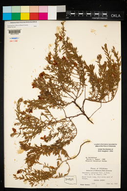 Oenothera canescens image