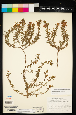 Oenothera canescens image