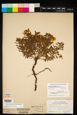 Oenothera berlandieri subsp. berlandieri image