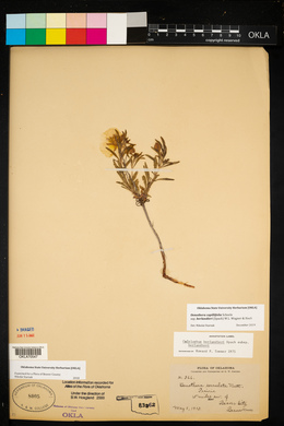 Oenothera berlandieri subsp. berlandieri image