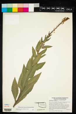 Oenothera curtiflora image