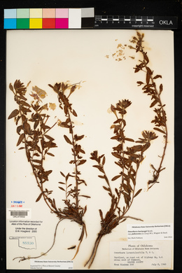 Calylophus hartwegii subsp. pubescens image