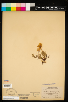 Calylophus lavandulifolius image