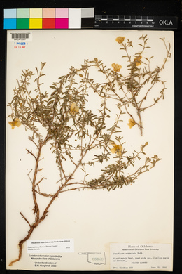 Oenothera serrulata image