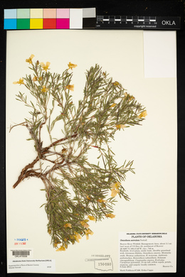 Oenothera serrulata image