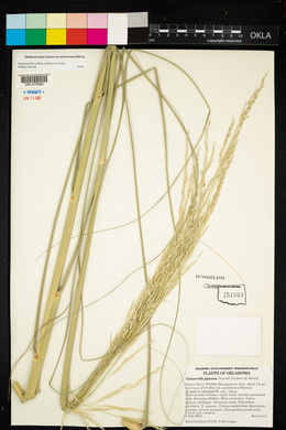 Calamovilfa gigantea image