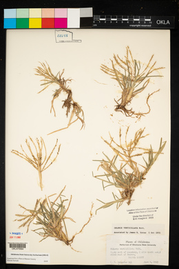 Chloris verticillata image