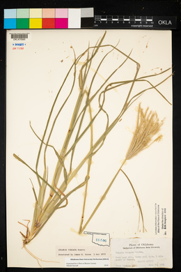 Chloris virgata image