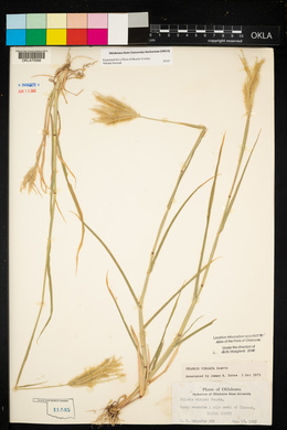 Chloris virgata image