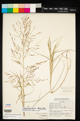 Eragrostis pectinacea var. pectinacea image