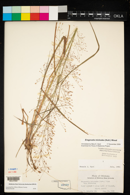 Eragrostis trichodes image