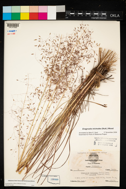 Eragrostis trichodes image