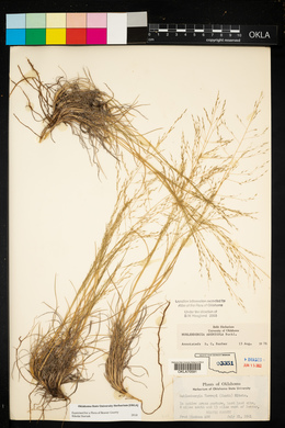 Muhlenbergia arenicola image