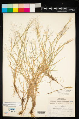 Muhlenbergia asperifolia image
