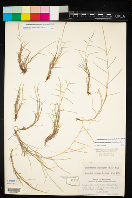 Schedonnardus paniculatus image