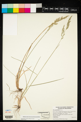 Poa arachnifera image