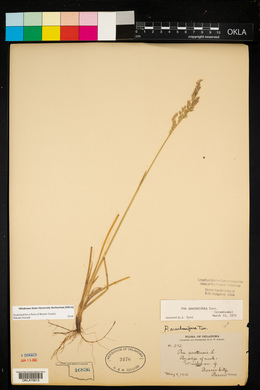 Poa arachnifera image