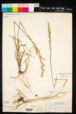 Poa arida image