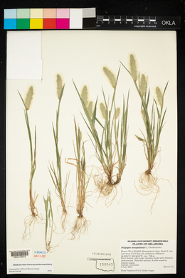 Polypogon monspeliensis image