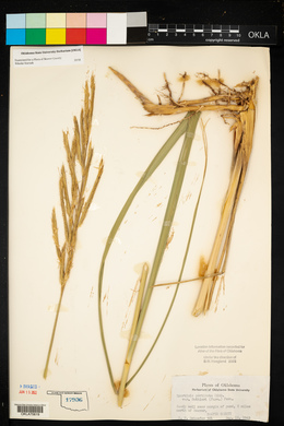 Spartina pectinata image